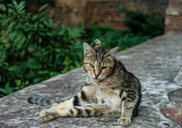 Homeless Cat Betlemi Quater Historical Part Tbilisi City Centre — Stock Photo, Image