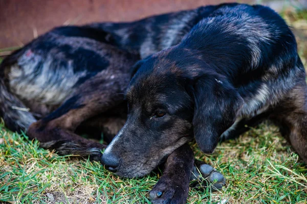无家可归的狗 悲伤的眼睛在户外躺在草地上 — 图库照片