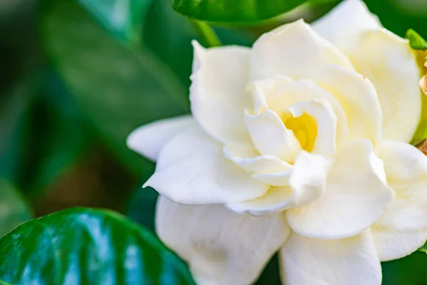 夏の庭に白いクチナシの花を咲かせます — ストック写真