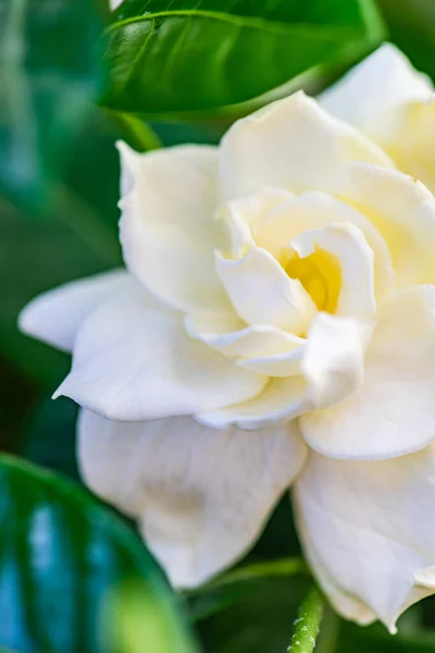 Ανθισμένα Λευκά Λουλούδια Gardenia Στον Καλοκαιρινό Κήπο — Φωτογραφία Αρχείου