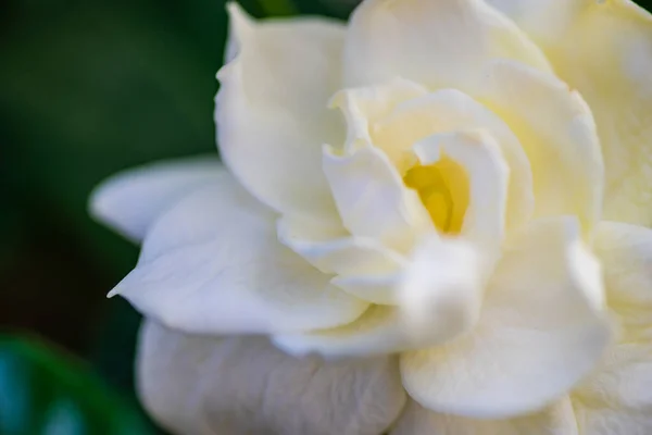 夏の庭に白いクチナシの花を咲かせます — ストック写真