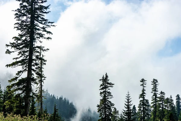 Mountain Landscape Famous Recreation Zone Guria Region Western Part Georgia — Fotografia de Stock