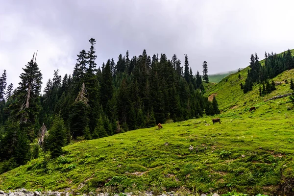 Зеленые Склоны Покрытые Елями Грузии Летний День — стоковое фото