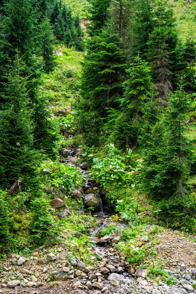 Bakhmaroレクリエーションエリアのコーカサス山脈の斜面に夏の森の中の山の川 — ストック写真