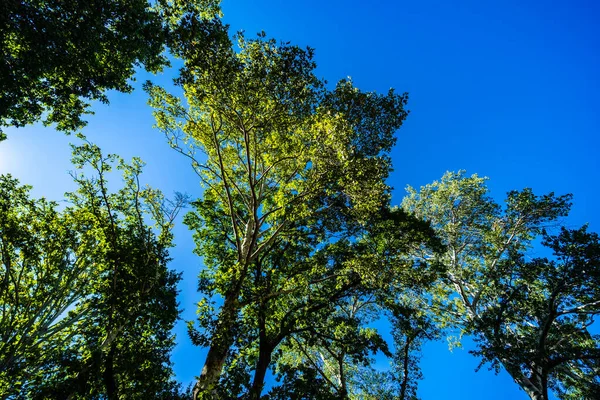 Modrá Obloha Stromy Parku Začátku Podzimu — Stock fotografie