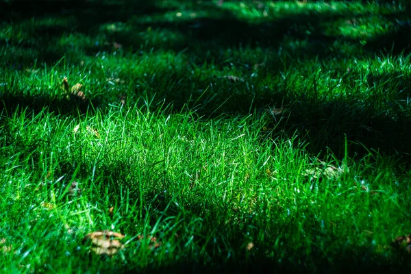 Färsk Grön Gräsmark Parken — Stockfoto
