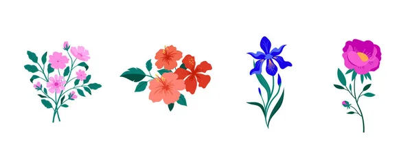 Voorjaar Botanische Bloemen Illustraties Bloeiende Tuinbloemen Irissen Pioenrozen Anemonen Hibiscus — Stockvector