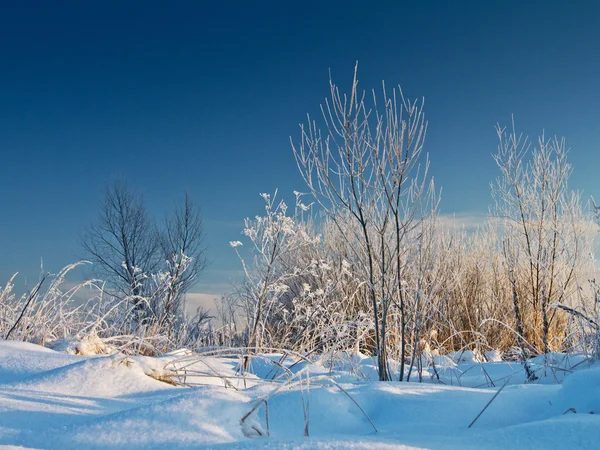 Cena de inverno — Fotografia de Stock