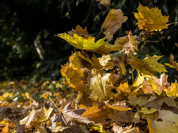 秋の晴れた日に黄色のカエデの葉が落ちる — ストック写真