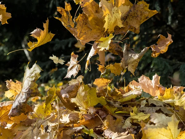 秋の晴れた日に黄色のカエデの葉が落ちる — ストック写真
