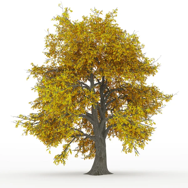 Ash tree — Stock Photo, Image