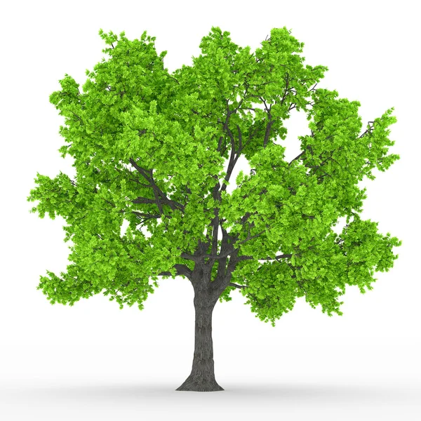 Tree — Stock Photo, Image