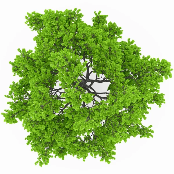 Tree top view — Stock Photo, Image