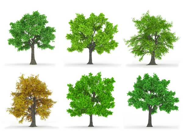 Stromy, samostatný — Stock fotografie