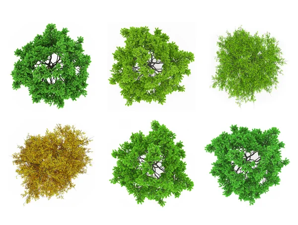 izole tree tops