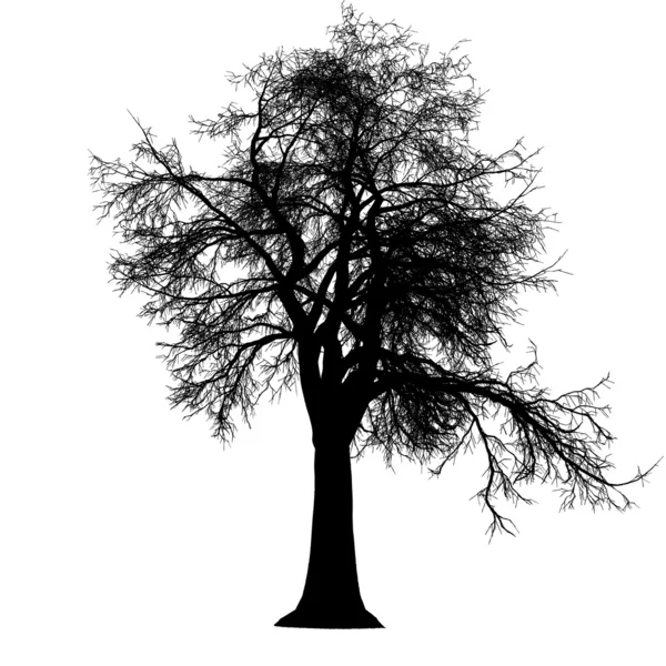 Sílhueta detalhada sem folhas de árvore — Vetor de Stock