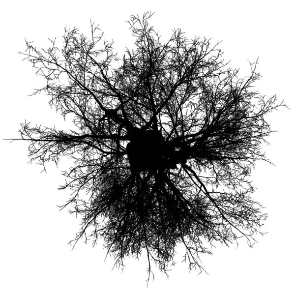 Tree top bladlösa detaljerad siluett — Stock vektor