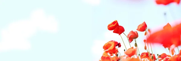 Poppies — Stock Photo, Image