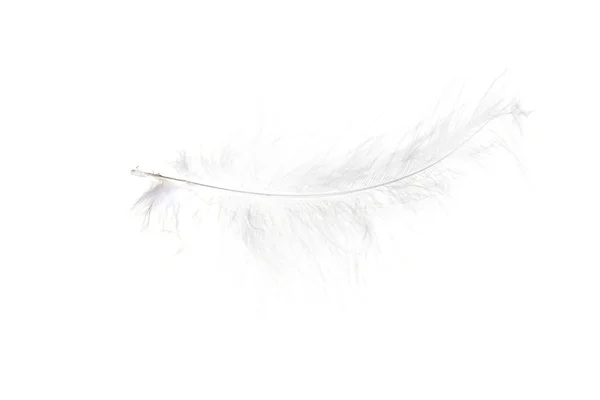 Feather — Stock Photo, Image