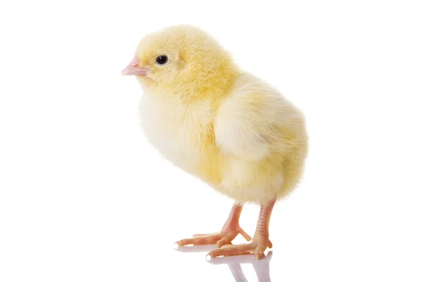 Little chicken — Stock Photo, Image