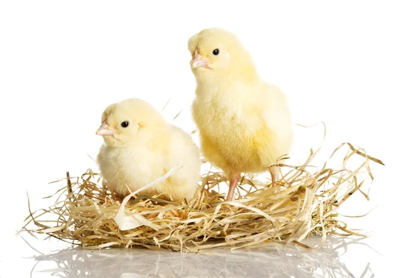 Little chickens — Stock Photo, Image