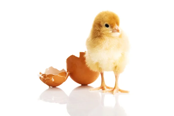 Little chicken and eggshell — Stock Photo, Image