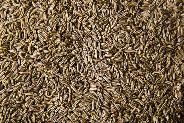 Dried cumin seeds — Stock Photo, Image