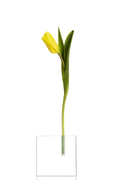 Tulpe — Stockfoto