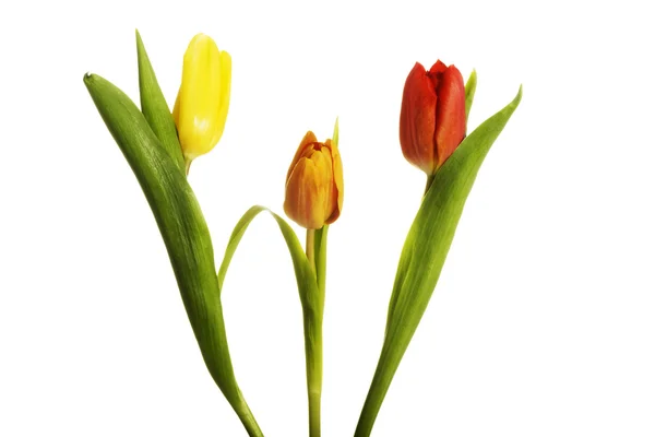 Tulpen — Stockfoto