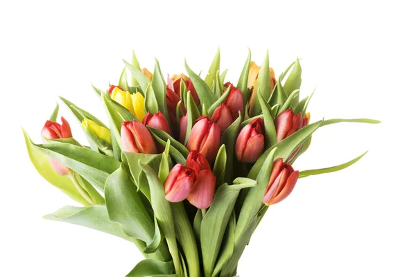 Tulpen — Stockfoto