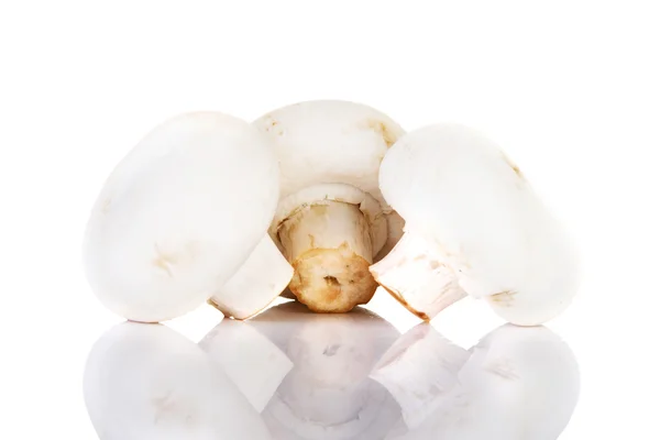 Eetbare knop paddestoel, champignon — Stockfoto