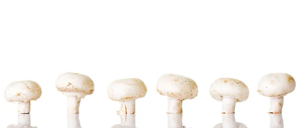 Ätbara knappen svamp, champinjoner — Stockfoto