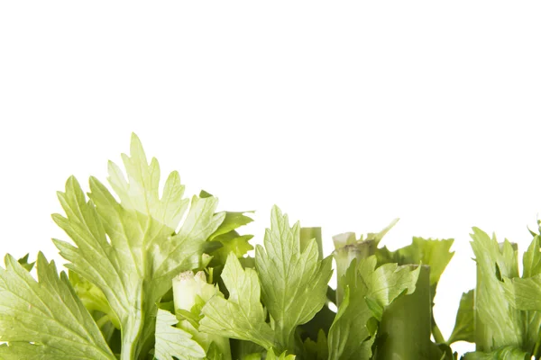 Celery — Stock Photo, Image