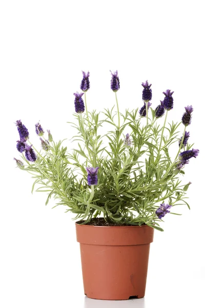 Lavanda — Foto de Stock