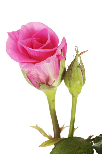 Pink rose close up. — Stock Photo, Image