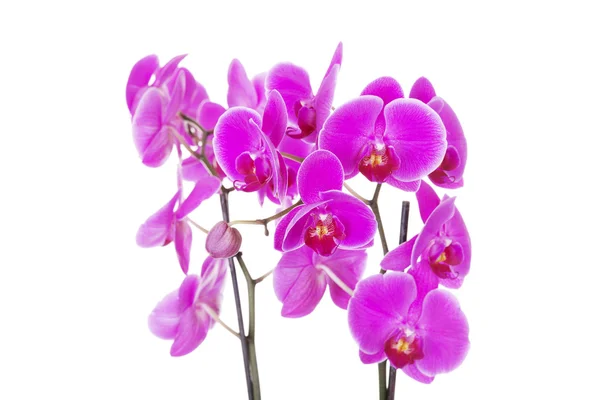 Pink orchid — Stockfoto