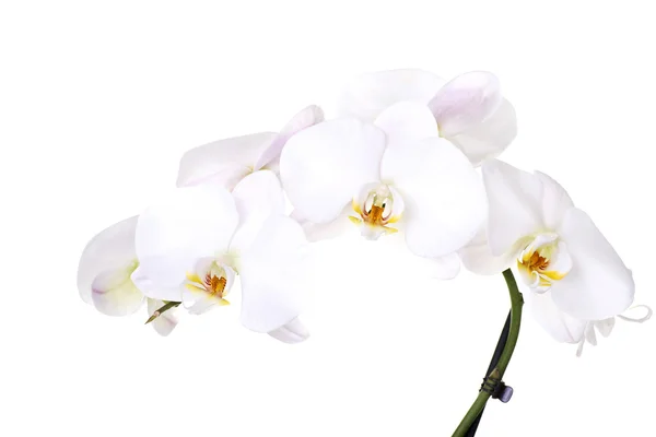 Witte orchidee bloem — Stockfoto