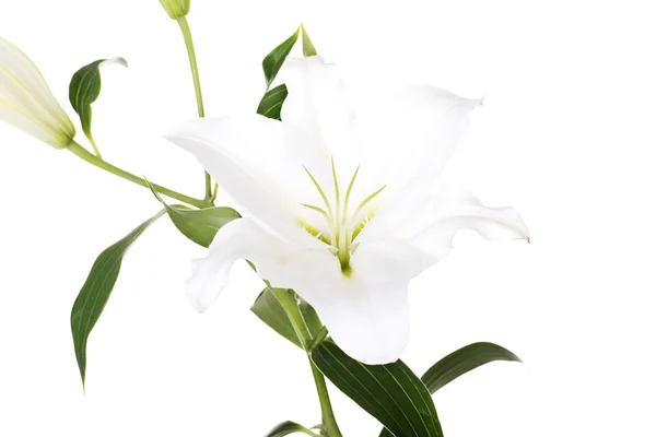 Білі лілії квітка — стокове фото