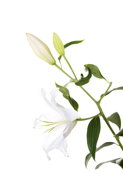 Flor de lirio blanco — Foto de Stock