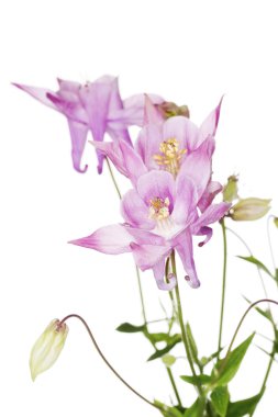 Aquilegia vulgaris