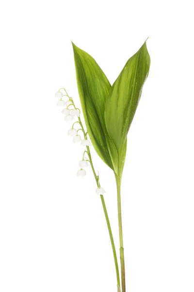Lily do vale — Fotografia de Stock