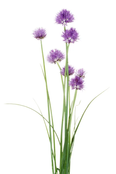 Chives decorative flowers — Stock Photo, Image