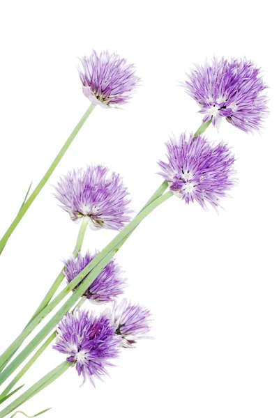 Chives decorative flowers — Stock Photo, Image