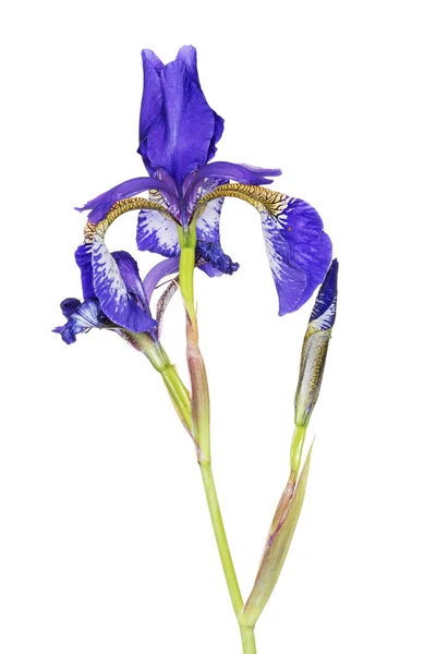 Iris. —  Fotos de Stock