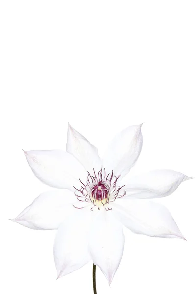 Beyaz akasma kar kraliçesi — Stok fotoğraf