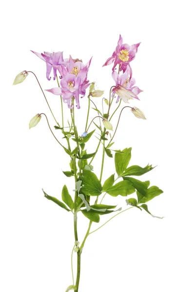 Aquilegia 寻常型 — 图库照片