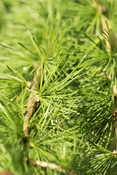 Larch — Stock Photo, Image