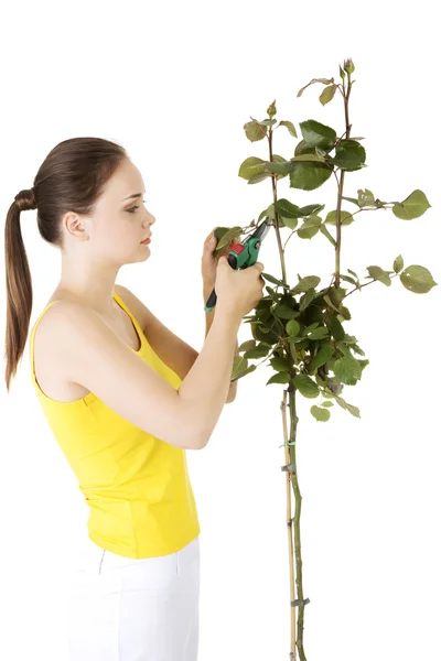 Happy gardener using pruning scissors. — Stock Photo, Image
