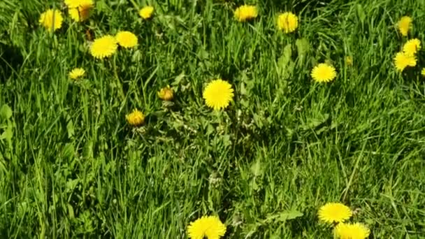 Een jonge vrolijke vrouw plezier op een paardebloemen glade — Stockvideo