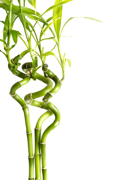 Taze bambu — Stok fotoğraf